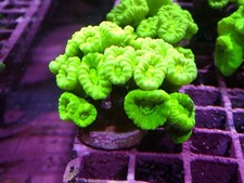 Candy cane colony for sale  CLACTON-ON-SEA