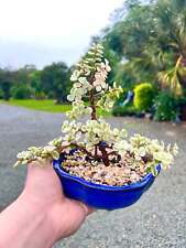 Árvore bonsai de jade variegada 6 polegadas comprar usado  Enviando para Brazil