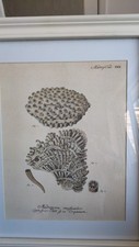 Unusual mounted framed for sale  HOLMFIRTH