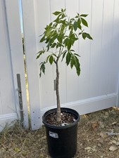 Stock grafted walton for sale  Corona