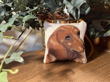 Cute dachshund puppy for sale  Overland Park