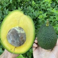 Rare avocado marcus for sale  New York