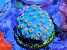 Rainbow skittles cyphastrea for sale  HORSHAM