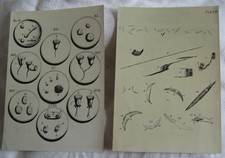 Photo plates wild for sale  SOUTH BRENT