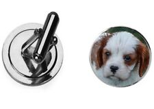 Cavalier king charles for sale  SHEFFIELD