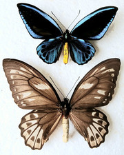 Ornithoptera urvillianus pair for sale  SLEAFORD