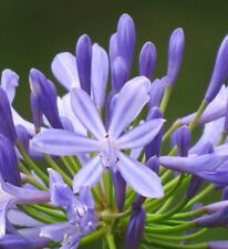 Lily nile seeds for sale  Portland