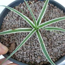 Agave bracteosa neve usato  Napoli