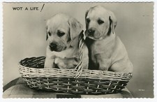 Labrador retriever pups for sale  COLEFORD
