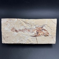 Coccodus insignis fossil usato  Italia