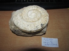 Ammonite hildoceras toarcien d'occasion  Bonneuil-Matours