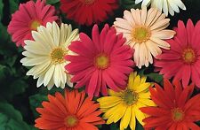 Flower gerbera jamesonii for sale  WREXHAM