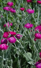 Rose campion purple for sale  SALE