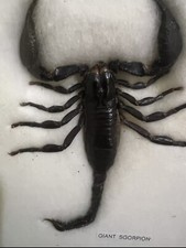 Scorpione gigante imbalsamato usato  Oristano