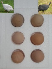 Guinea fowl eggs for sale  STOKE-ON-TRENT