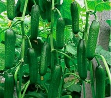 100 seeds sweet for sale  HARLOW
