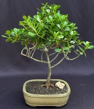 Apple bonsai tree for sale  Patchogue