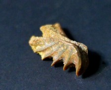 Dent fossile poisson d'occasion  Avignon
