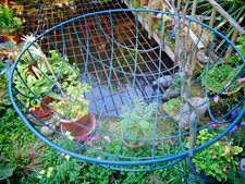 Two inch hanging for sale  DISS