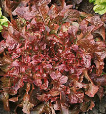 Red salad bowl for sale  Berwyn
