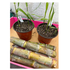 Sugar cane plant for sale  Fresno