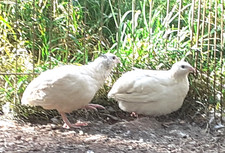 croad langshan hatching eggs for sale croad langshan hatching eggs for sale AXBRIDGE