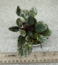 miniature african violets for sale miniature african violets for sale Southmont