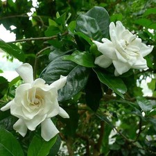 Gardenia augusta magnifica d'occasion  Pouzauges