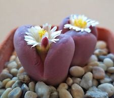 Graines lithops rougeh443 d'occasion  Pertuis