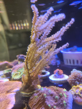 Gorgonian soft coral for sale  BRISTOL