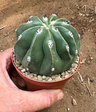 Melocactus maxonii inermis usato Melocactus maxonii inermis usato  Menfi