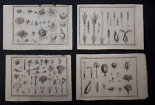 Botanica lotto stampe usato  Carrara