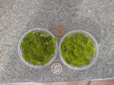 Phyllanthus fluitans red for sale  ROTHERHAM