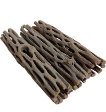 Large cholla cactus for sale  CREDITON