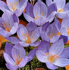 Crocus speciosus autumn for sale  UK