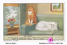 Chats angora cat d'occasion  Expédié en Belgium