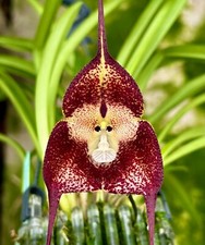 Dracula species monkeyface gebraucht kaufen  Augsburg
