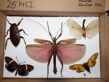 Insekten tropische insektenart gebraucht kaufen  Pliezhausen