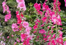 Pink hollyhock seeds for sale  WEDNESBURY