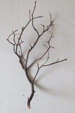 Natural red manzanita for sale  Tampa