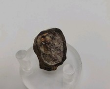 Real permineralized dinosaur for sale  Belleville
