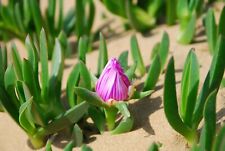 10pz carpobrotus edulis usato  Supersano