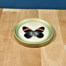 Entomology beautiful butterfly d'occasion  Expédié en Belgium