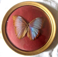 Antique vintage morpho d'occasion  Expédié en Belgium