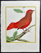 Martinet buffon cotinga. d'occasion  Expédié en Belgium