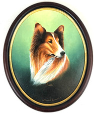 shetland sheepdog for sale shetland sheepdog for sale EXETER
