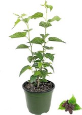 Everbearing mulberry tree for sale  USA