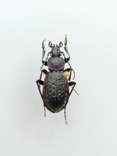 sternotherus odoratus usato sternotherus odoratus usato Roma