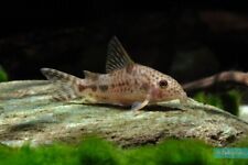 Corydora diphyes dwarf d'occasion  Expédié en Belgium