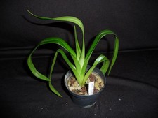 Phragmipedium sergente jason usato  Spedire a Italy
